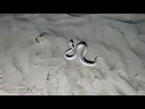 Sand viper seen aggressive in Dubai desert