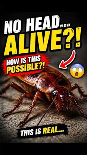 How Cockroaches Live Without Their Head 😳 (Real Science Explained)