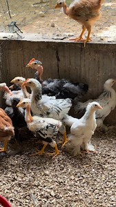 Mejor consejo poquito acopo #emprendimiento #Grande #empresarios | Granja Avicol0627