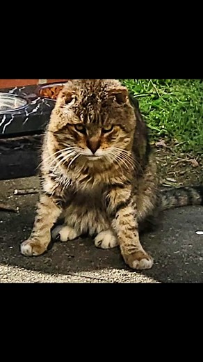 Tom-Tom: From Feral Cat to House Cat Journey