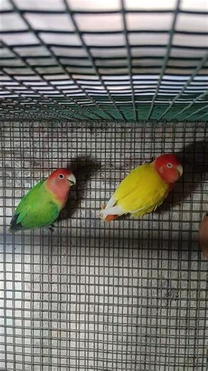 Green & Yellow Peach-Faced Lovebirds 🦜💚💛
