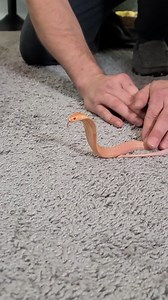 953K views · 4.6K reactions | Baby Albino Cobra! | Wild Charles | Facebook