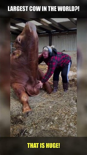 🐄🤯 Is This the Biggest Cow You've Ever Seen? #Shorts