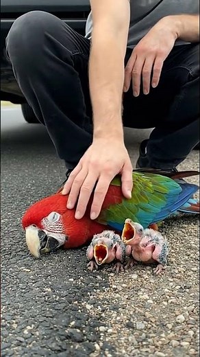 Heartwarming Rescue: Three Starving Parrots Saved by the Roadside