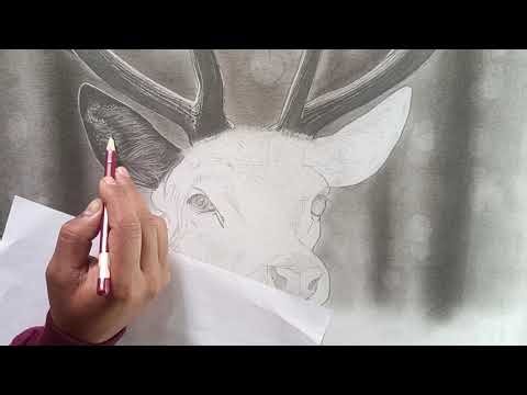Hyper realistic 😍deer drawing ✍️ , How to draw deer, (part-1) shading #viralvideo #art 