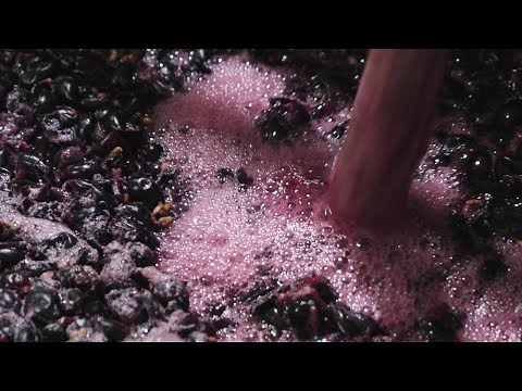 【美味しいワインの作り方】醸造の様子🍷