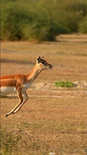 Majestic Blackbuck Leap 🔥🦌#blackbuck #wildlife #nature #animals #wildlifephotography