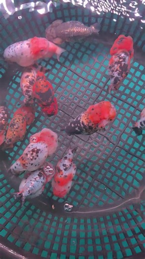 Discover the Unique Goldfish Varieties