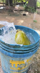 The best version of Cinematic coconuts falling from the tree 🌴 #videography | BUNAL BAI