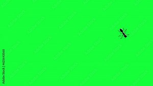 walking ants animation walking ants animation swarm animation with greenscreen background