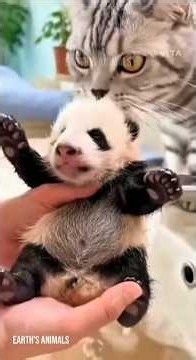 FRIENDSHIP STORY - Cat And Panda #viral #funny #trending #shorts #cat #panda #shortsfeed #ytshorts