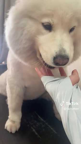 Cute Samoyed Dog Videos for Dog Lovers Compilation