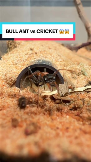 BULL ANT 🐜 vs Cricket 🦗 😱😳😱 #fyp #ants #antwar #bullants #antsvscrickets