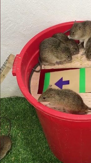 How to make effective mouse trap works every time #mousetrap #diy #mouse #rat #animals
