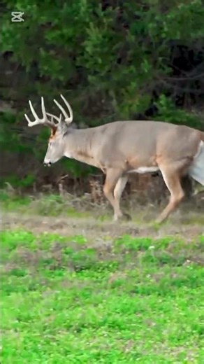 Buck working scrape #harehunting #wildlife #deer #hunting