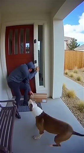 Trapbox Channel – Catching Package Thieves in the Act