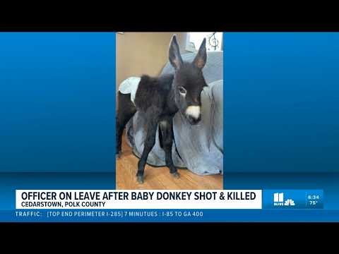 Cedartown officer on leave after allegedly shooting baby donkey