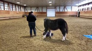 1.4K views · 48 reactions | Ruby just graduated from kindergarten  Book your babies in now! Available to any age or breed! | Bold Equine | Facebook