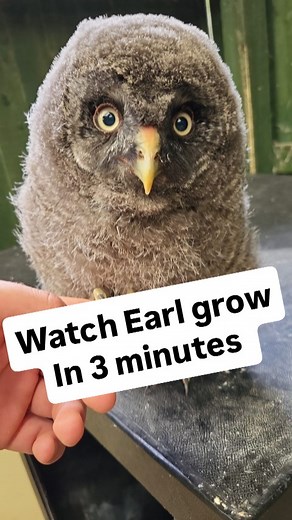 Watch Earl the Great Grey Owl grow in 3 minutes! #owl #babyowl #birds #birdofprey #smjfalconry | SMJ Falconry