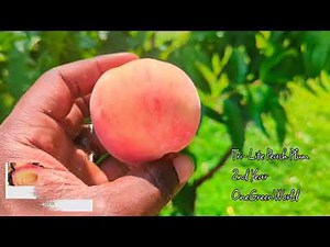 Tri-Lite Peach Plum Hybrid | Second Year First Small Fruit Harvest 👀