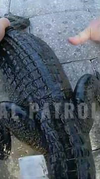 Police Officer Rescues Alligator From Florida Backyard Pool #shorts