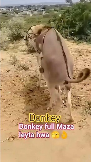donkey Meeting enjoying fast vlog #animals #donkeymeeting