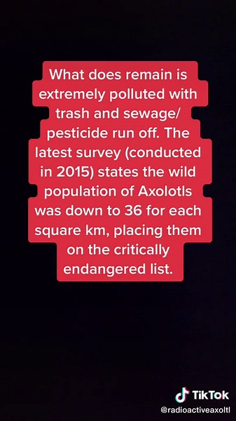 Answer to @danger.fox Here’s another video going in depth about the endangered Axolotls. #endangeredspecies #axolotl #axolotlsoftiktok