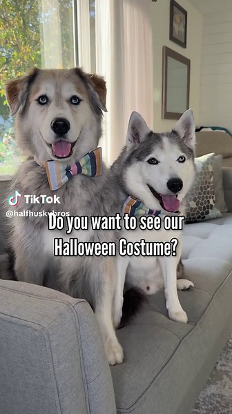 Party time! Excellent! #waynesworld #halloween2026 #dogcostume | Dog Costumes