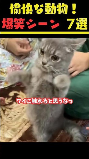 愉快な動物!爆笑シーン7選Funny Animals! 7 Hilarious Scenes #おもしろ動物 #猫 #ねこ #面白い
