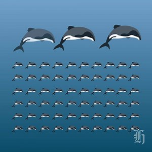 29K views · 781 reactions | New Zealand's Māui dolphin is on the edge of extinction. | nzherald.co.nz | Facebook