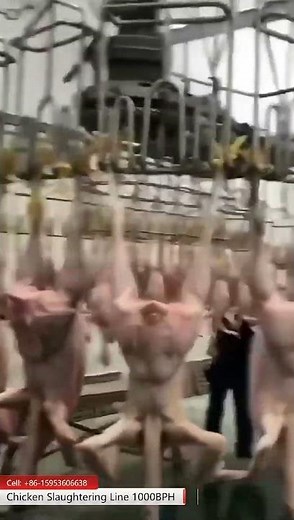 poultry abattoir chicken slaughtering line