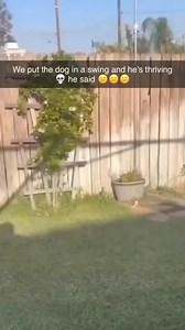 7.5M views · 144K reactions | Cute & funny dogs compilation 藍 . . . #dogs #dogsofinstagram #dog | Dogofunyy | Facebook