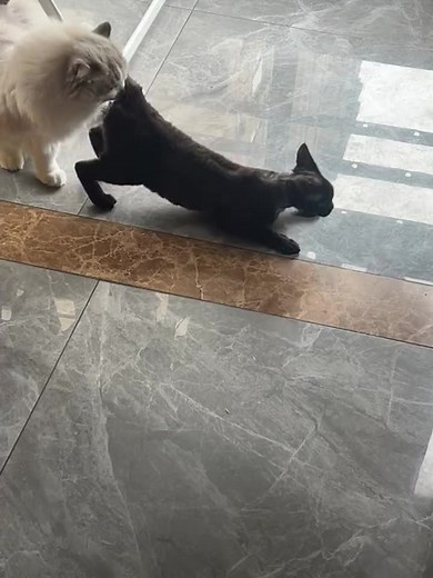 #cat #catsoftiktok #fyp | Cat Of Tiktok