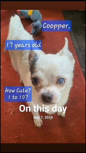 1.1K reactions · 28 shares | Cooper Chihuahua cute puppy dog video chihuahua adorable funny love #creatorsearchinsights #cute #doglover #cutepuppy #chihuahua #dog #puppy #adorabledog #funnydogs | Philip Chihuahua | Facebook