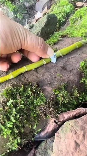 Very Best Tutorial Tips video With Simple growing dendrobium orchid plant on the rock in wild🌱🌱🌱🌱