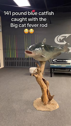 What a absolute gaint caught on our big cat fever rod😳🔥 #catchthefever #ctfnation #premiumgear #nextlevel #bigcatfever #bigfish #angler Dale Russell Lowe Jr. | Catch The Fever