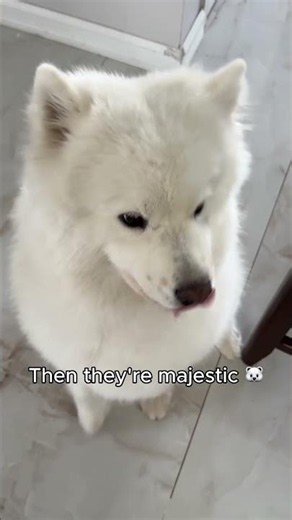 They still shed enough hair to knit a second dog. #dog #dogshorts #samoyed