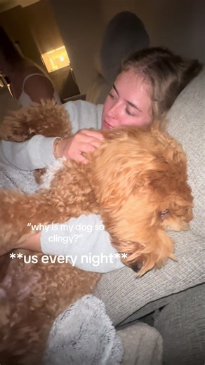 the most spoiled dog ever #doodle #spoiled #archie #dog #cuddle | dogs