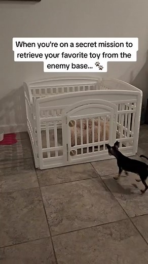 1.7M views · 32K reactions | No toy is left behind. #chihuahua007 #KetoTheChihuahua #thechisociety #chihuahua #fyp #cute #dogs #chihuahuas #chihuahualife #funnyvideo #funnyvideos #007 | The Chi Society | Facebook