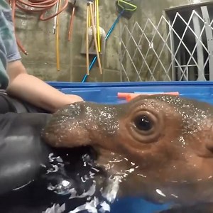 1.7M views · 637 reactions | *CHOMP!* Cincinnati Zoo & Botanical Garden | LADbible | Facebook