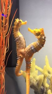 Female seahorse transferring her eggs to the male | Design Mom