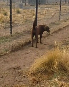 21K views · 638 reactions | Este vídeo demuestra que un perro y un león pueden ser amigos. | Discovery Channel España | Facebook