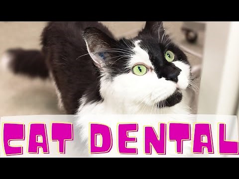 Cat dental cleaning