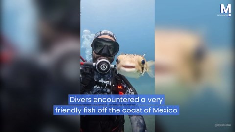 Extremely photogenic! Friendly fish smiles at camera with divers