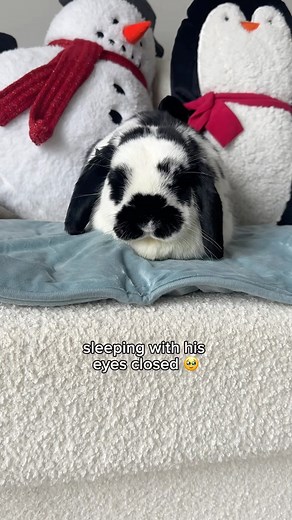 3M views · 10K reactions | At least someone is enjoying it #cats #catsofinstagram #funnycats #mainecoon #ragdoll #bunny #cutebunnies #hollandlop #funnypets #cutepets | The Lexi Bunch | Facebook
