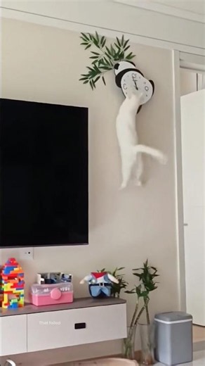 Cat grabs wall clock and knocks everything down