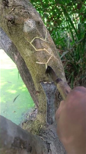 big trees sap collection unique design #shorts #trendingshorts