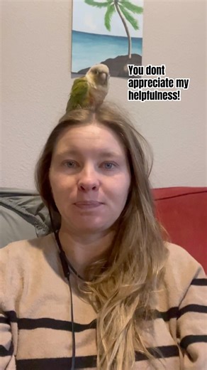 Story Time! #greencheekconure #birds