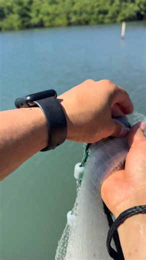 Aprendiendo nueva forma de tirar tarraya de pesca más fácil con pescadores de alta experiencia #fishing #fishinglife #reelsfacebook #fishingpuertorico #FishingGear #sardinas | Ari Fishing
