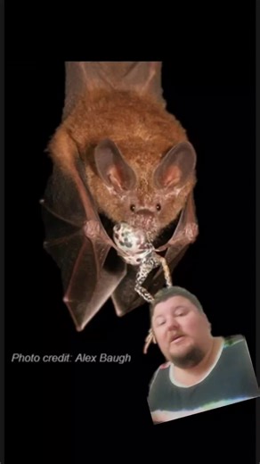 froggiebiologist on TikTok